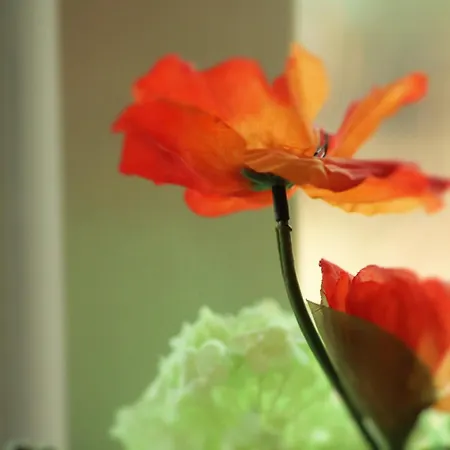 Bommels フィールハウテン